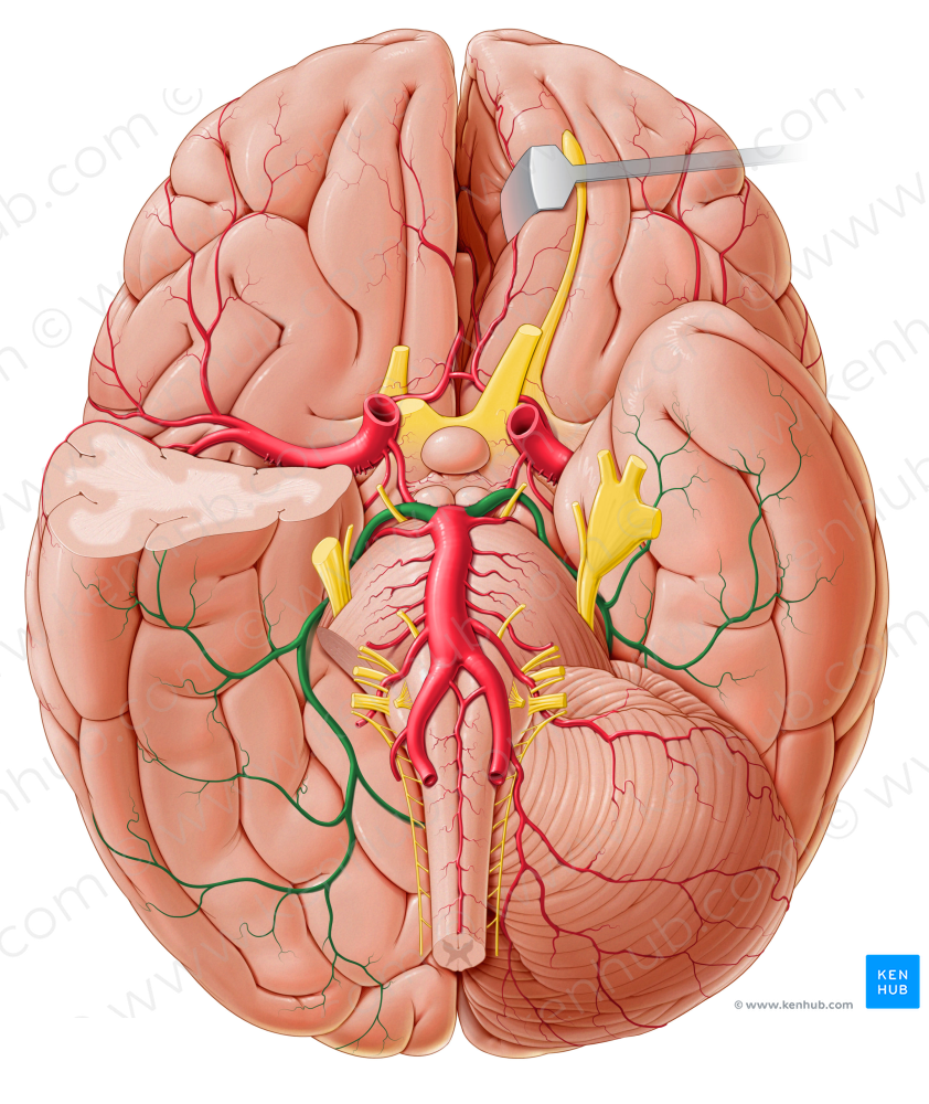 Posterior cerebral artery (#1018)
