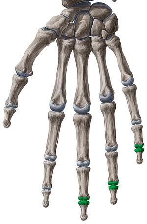 Distal interphalangeal joints of 3rd-5th fingers (#2041)