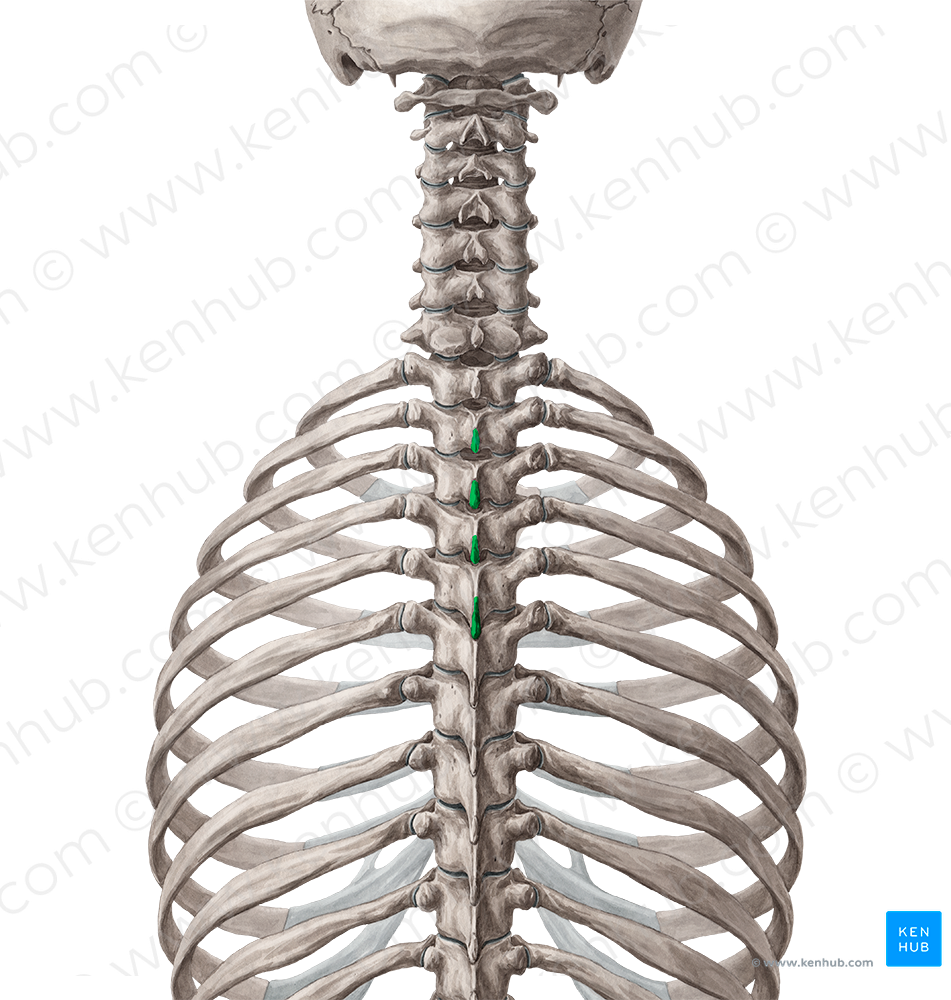 Spinous processes of vertebrae T2-T5 (#8272)