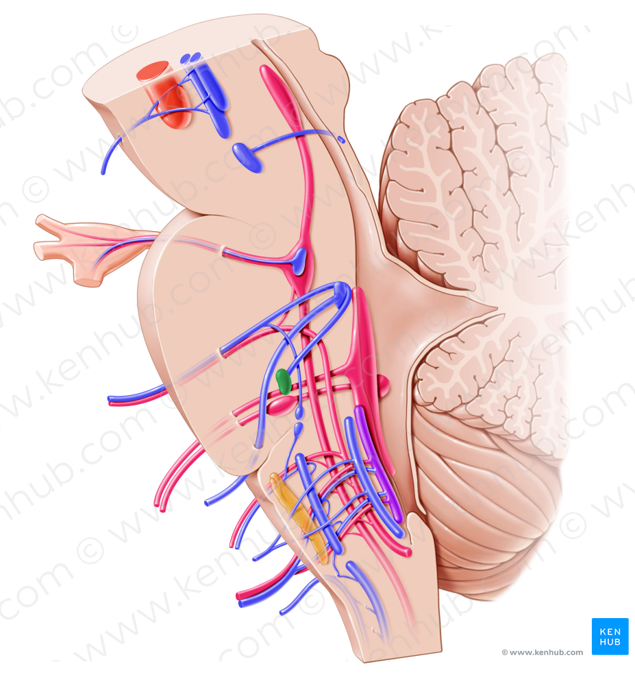 Motor nucleus of facial nerve (#7222)