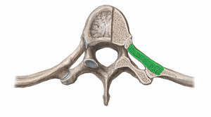 Neck of rib (#11378)