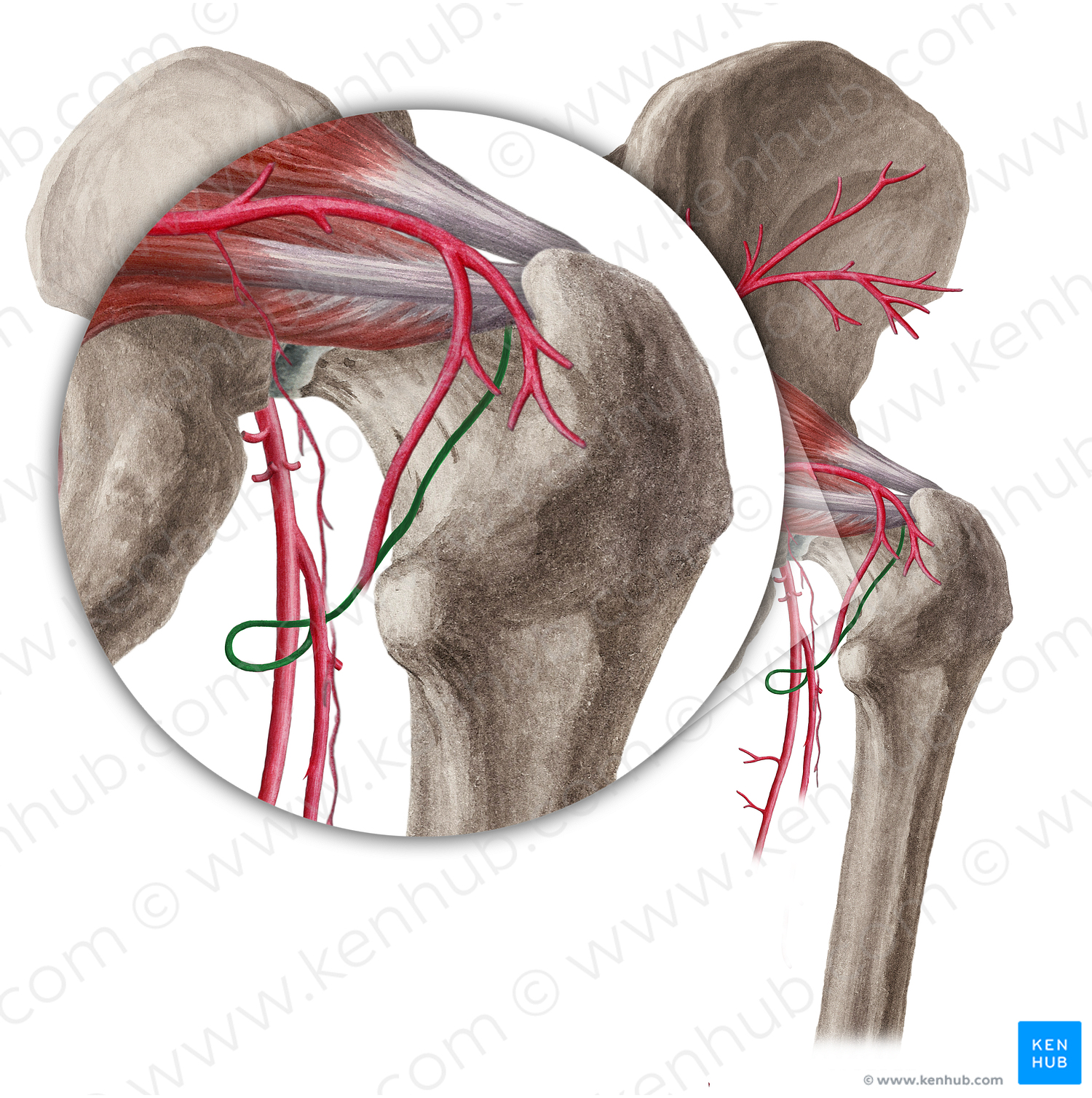 Medial circumflex femoral artery (#1033)