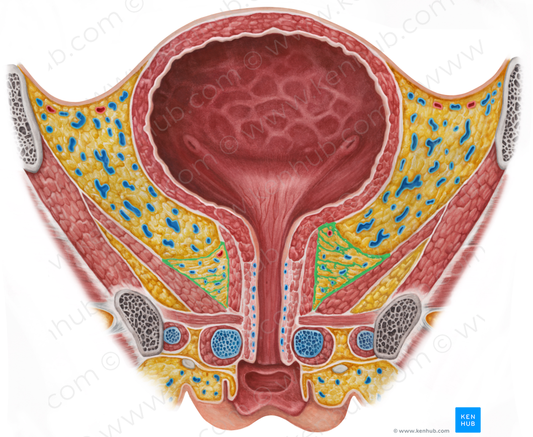 Tendinous arch of pelvic fascia (#853)