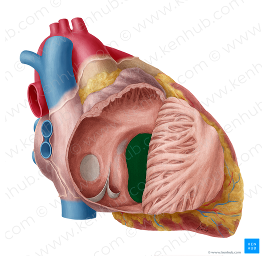 Right atrioventricular orifice (#7539)