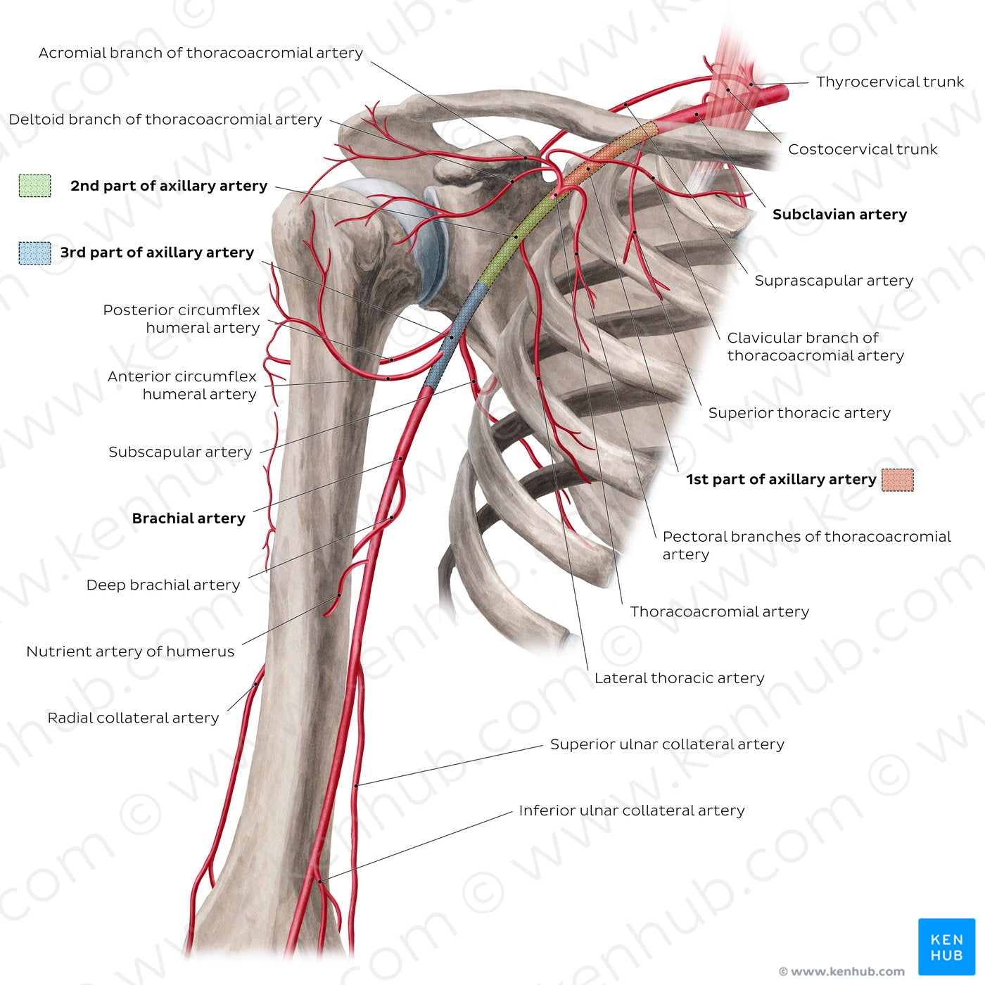 Arteries of the arm and the shoulder - Anterior view (English)