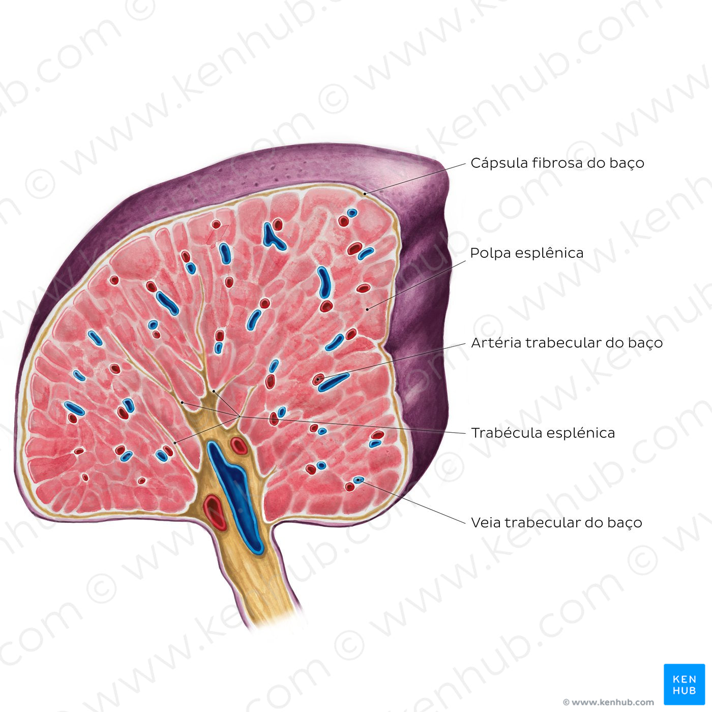 Cross section of the spleen (Portuguese)