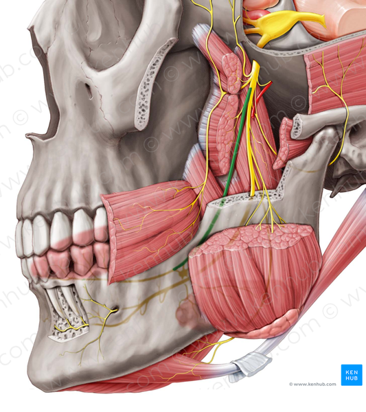 Lingual nerve (#6534)