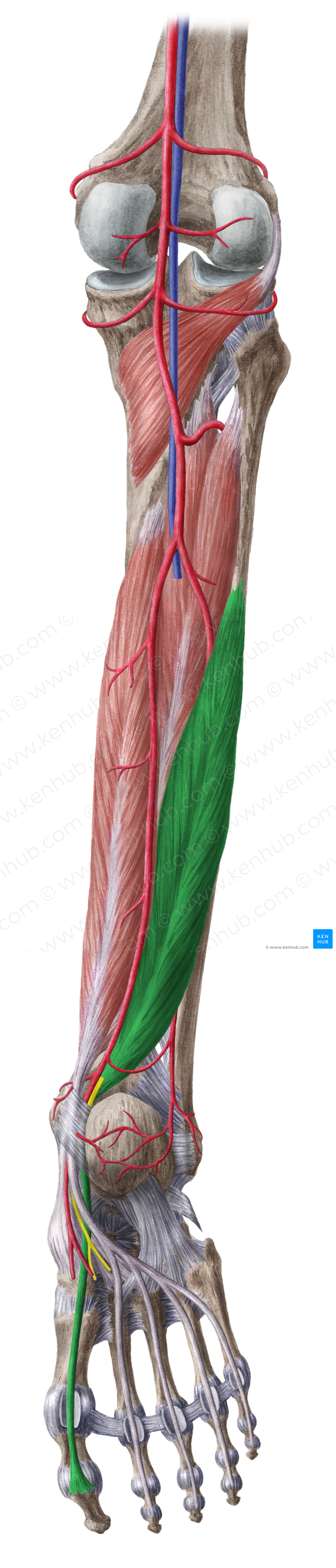 Flexor hallucis longus muscle (#5380)