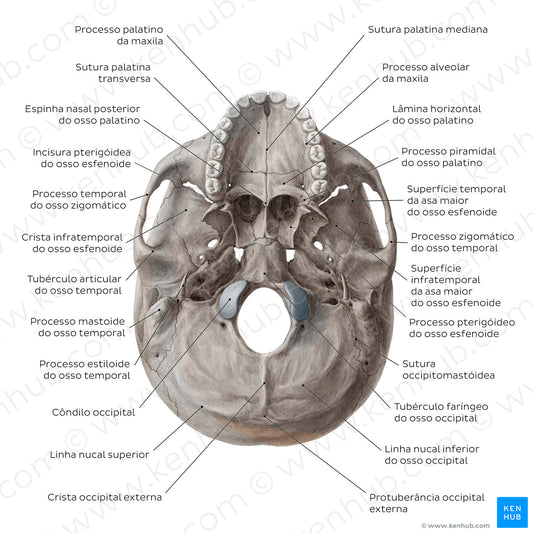 Inferior base of the skull - Landmarks (Portuguese)