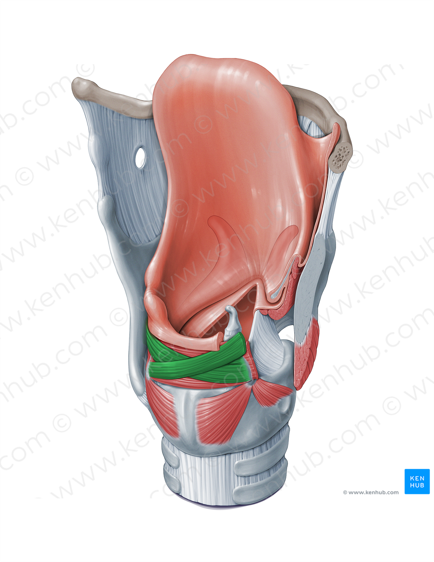 Oblique arytenoid muscle (#18318)