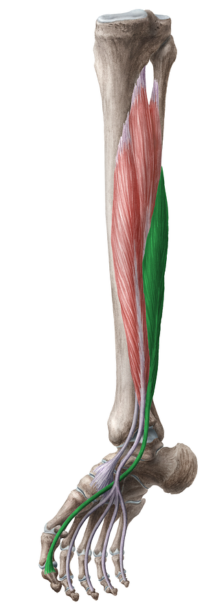 Flexor hallucis longus muscle (#5379)