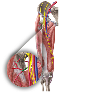 Lateral circumflex femoral artery (#19600)