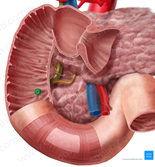 Major duodenal papilla (#7619)