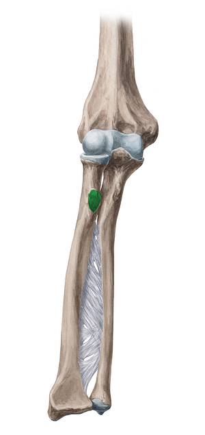 Radial tuberosity (#9788)