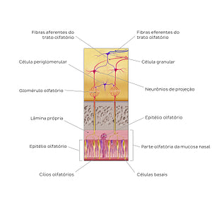 Olfactory nerve (olfactory organ and bulb) (Portuguese)