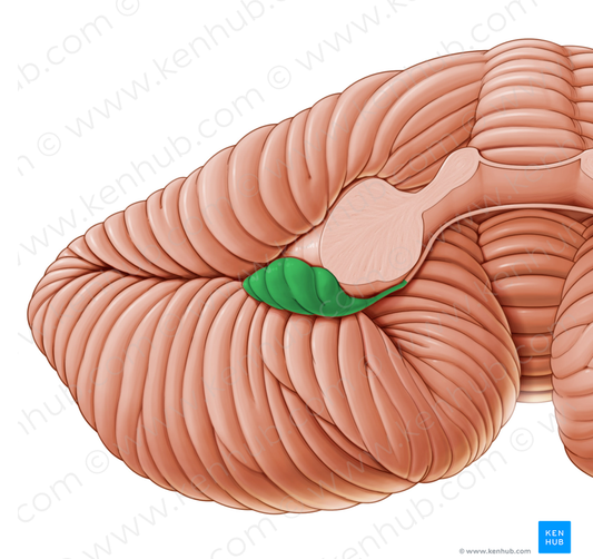 Flocculus (#3713)