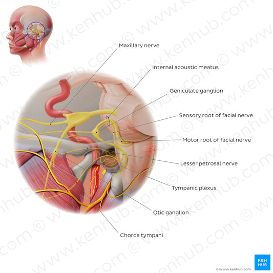 Facial nerve: intracranial/intratemporal parts (English)