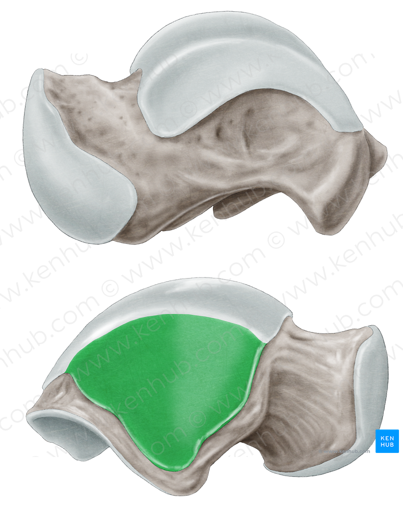 Lateral malleolar facet of talus (#3512)