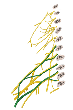 Median nerve (#6566)