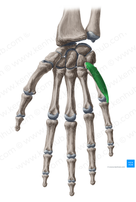 Flexor digiti minimi brevis muscle of hand (#5359)
