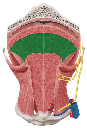 Vertical muscle of tongue (#6179)