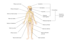 Nervous system (Spanish)