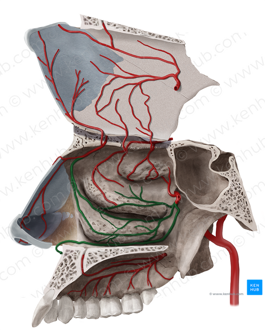 Posterior lateral nasal branches of sphenopalatine artery (#8519)