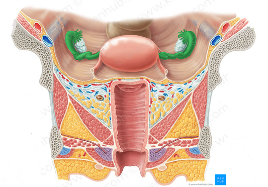 Uterine tube (#9683)