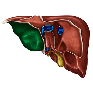 Visceral surface of left lobe of liver (#4815)