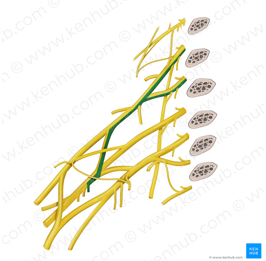 Superior subscapular nerve (#6785)