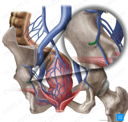 Inferior gluteal vein (#10253)