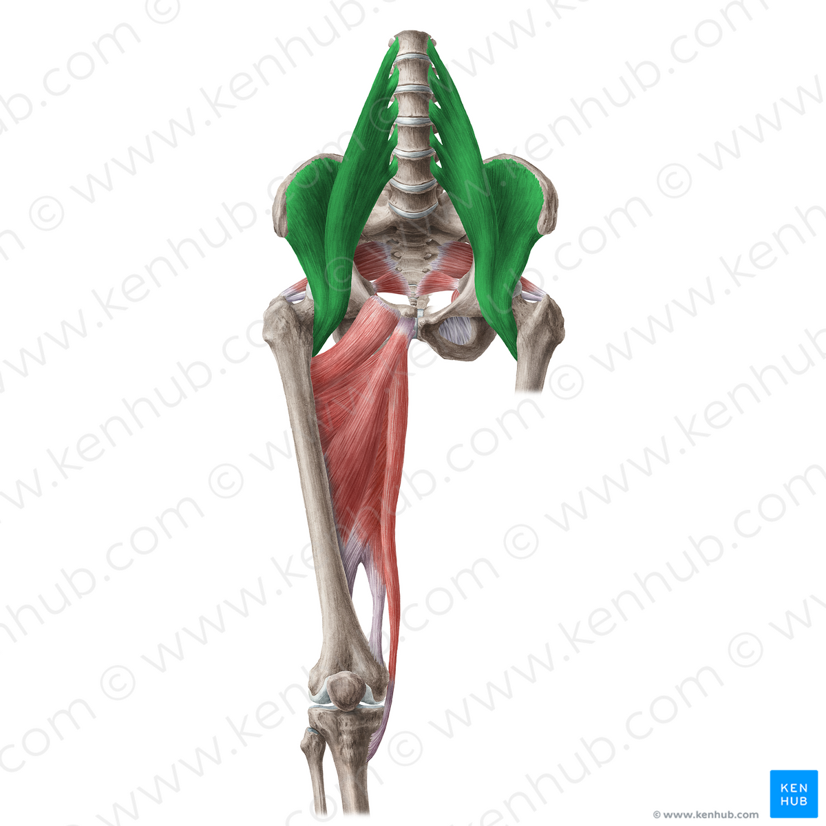 Iliopsoas muscle (#19642) – Kenhub Image License Store