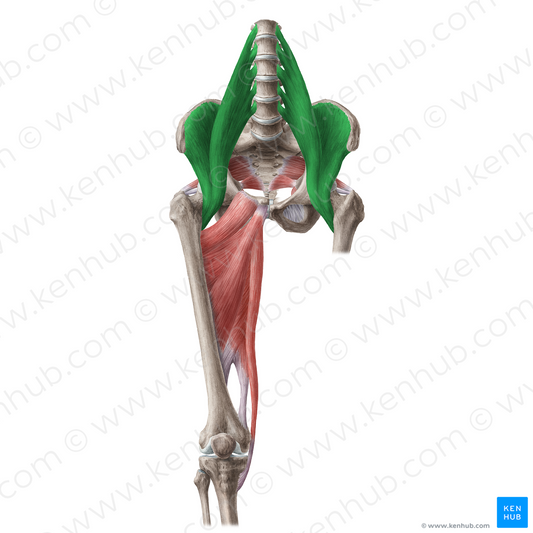 Iliopsoas muscle (#19642)