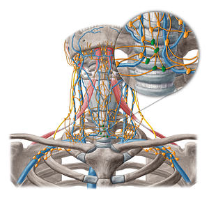 Pretracheal lymph nodes (#6940)