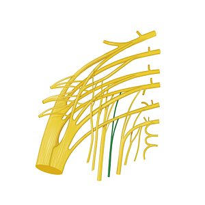 Perforating cutaneous nerve (#12763)