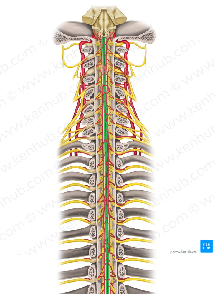 Posterior median sulcus of spinal cord (#9283)