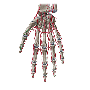 Palmar radial digital artery of thumb (#20372)