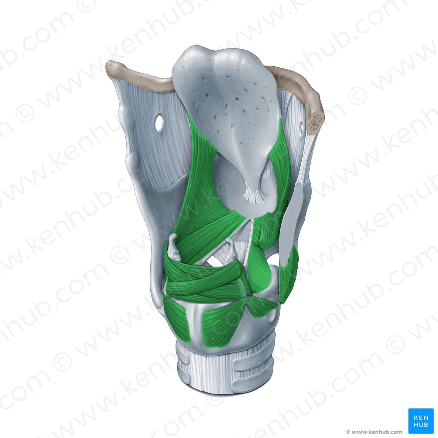 Laryngeal muscles (#20085)