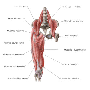 Muscles of the hip and thigh (Anterior view) (Portuguese)