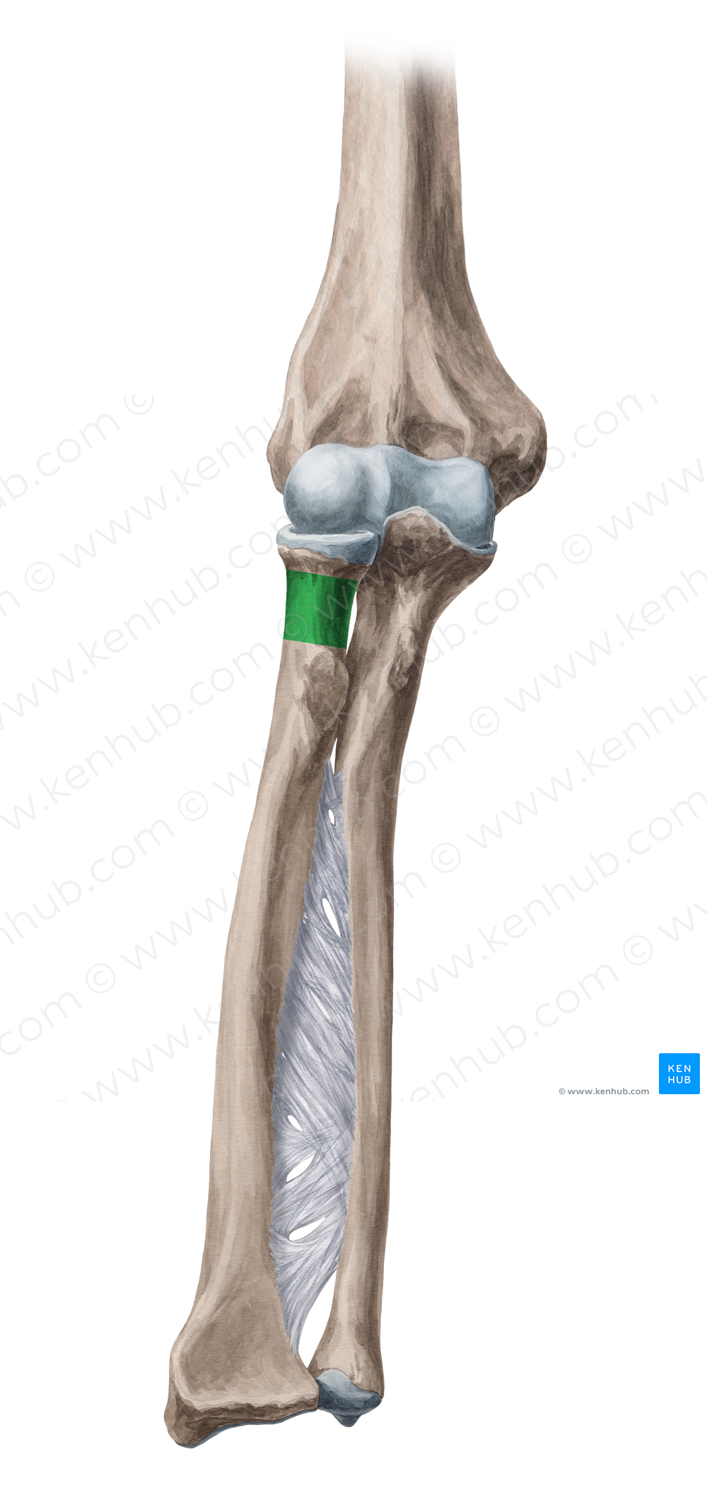 Neck of radius (#2689)