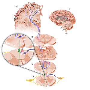 Gracile fasciculus (#12087)