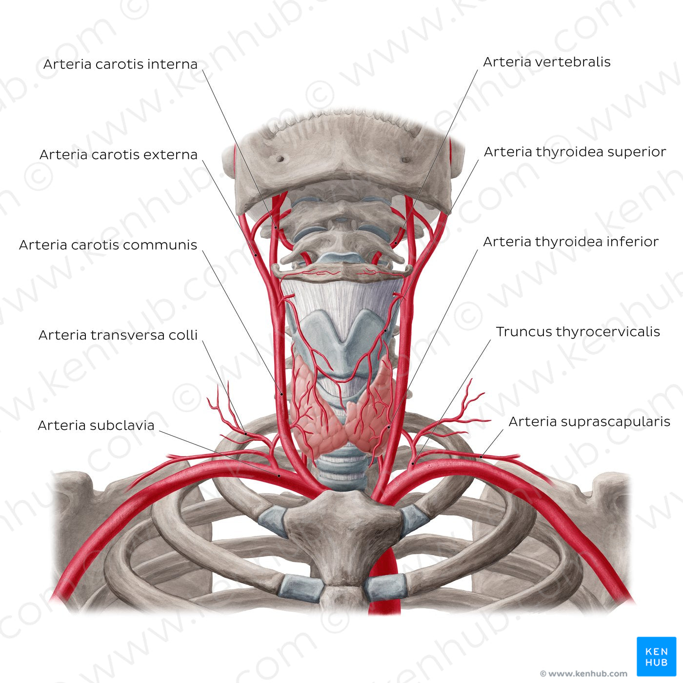 Arteries of the thyroid gland (Latin)