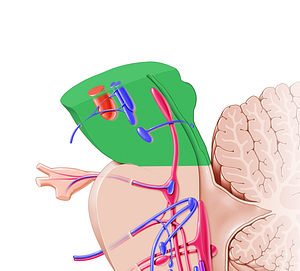 Midbrain (#5065)