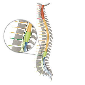 Spinal nerve T12 (#16148)