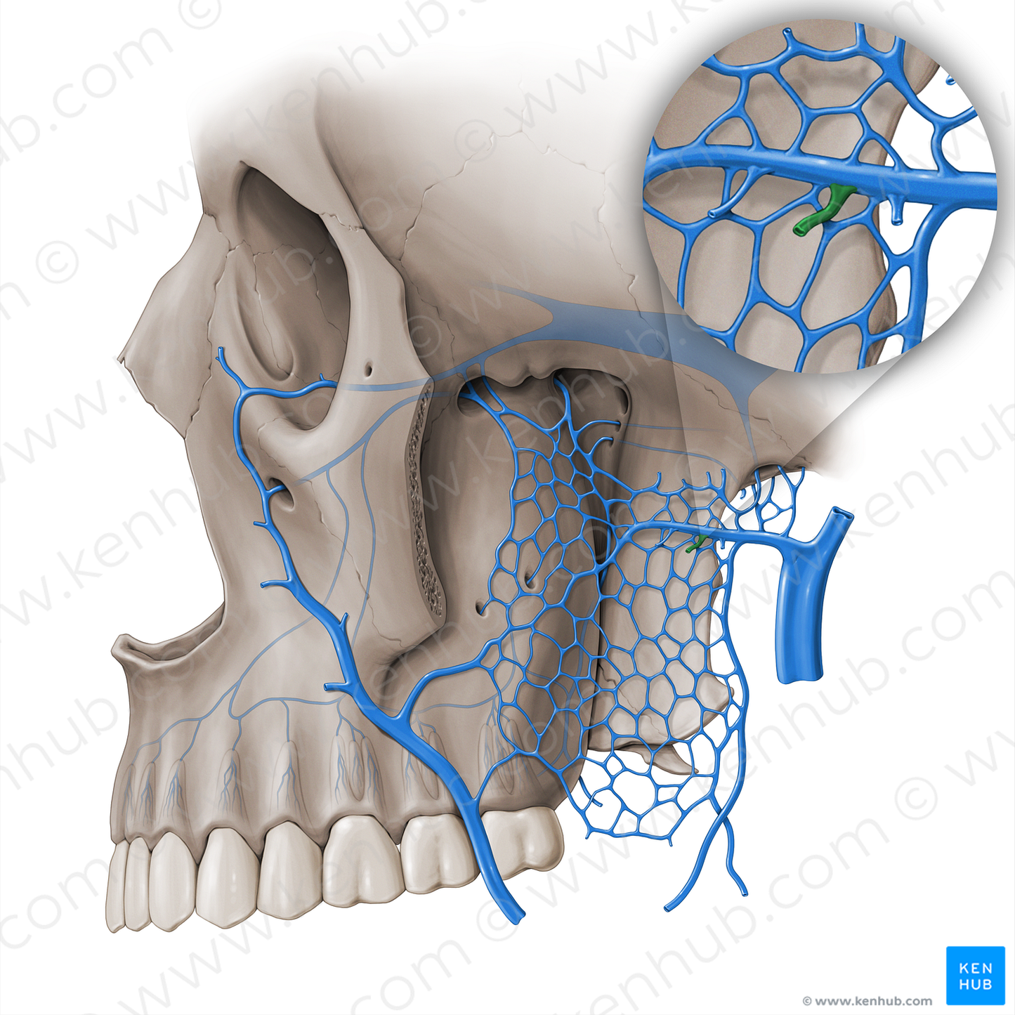 Pterygoid vein (#18526)