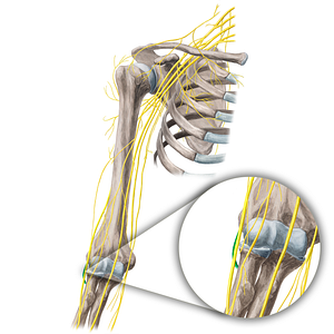 Deep branch of radial nerve (#21662)