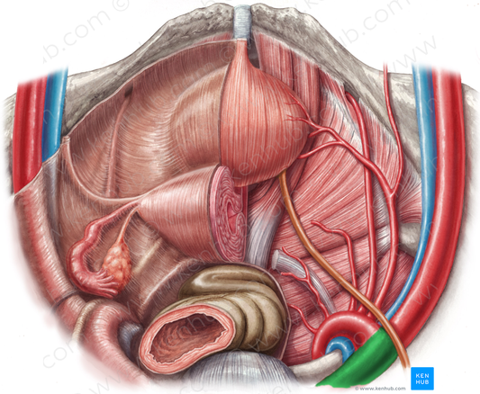 Right common iliac artery (#1377)