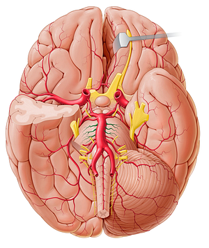 Pontine arteries (#1199)