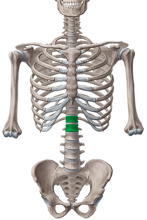 Bodies of vertebrae T12-L1 (#3023)
