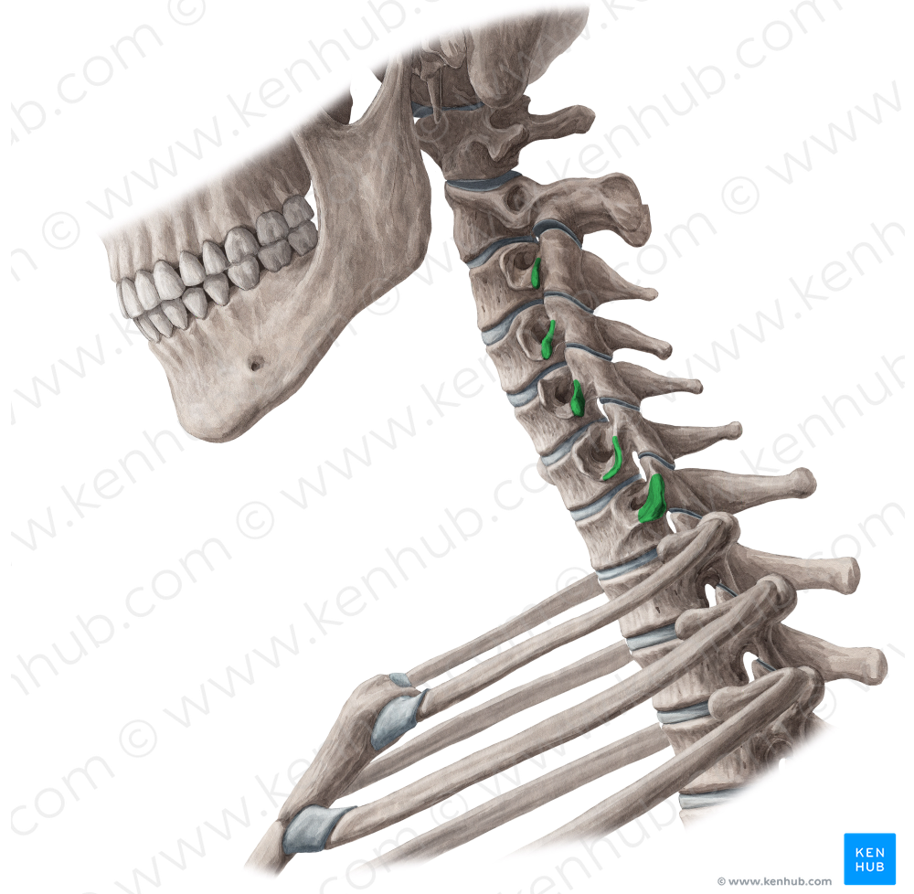 Posterior tubercles of transverse processes of vertebrae C3-C7 (#9701)